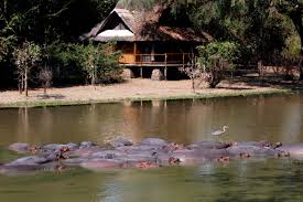 A scene from Zambia's South Luangwa National Park